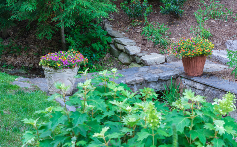 Candyland Calibrachoa Lighting Up the Landscape