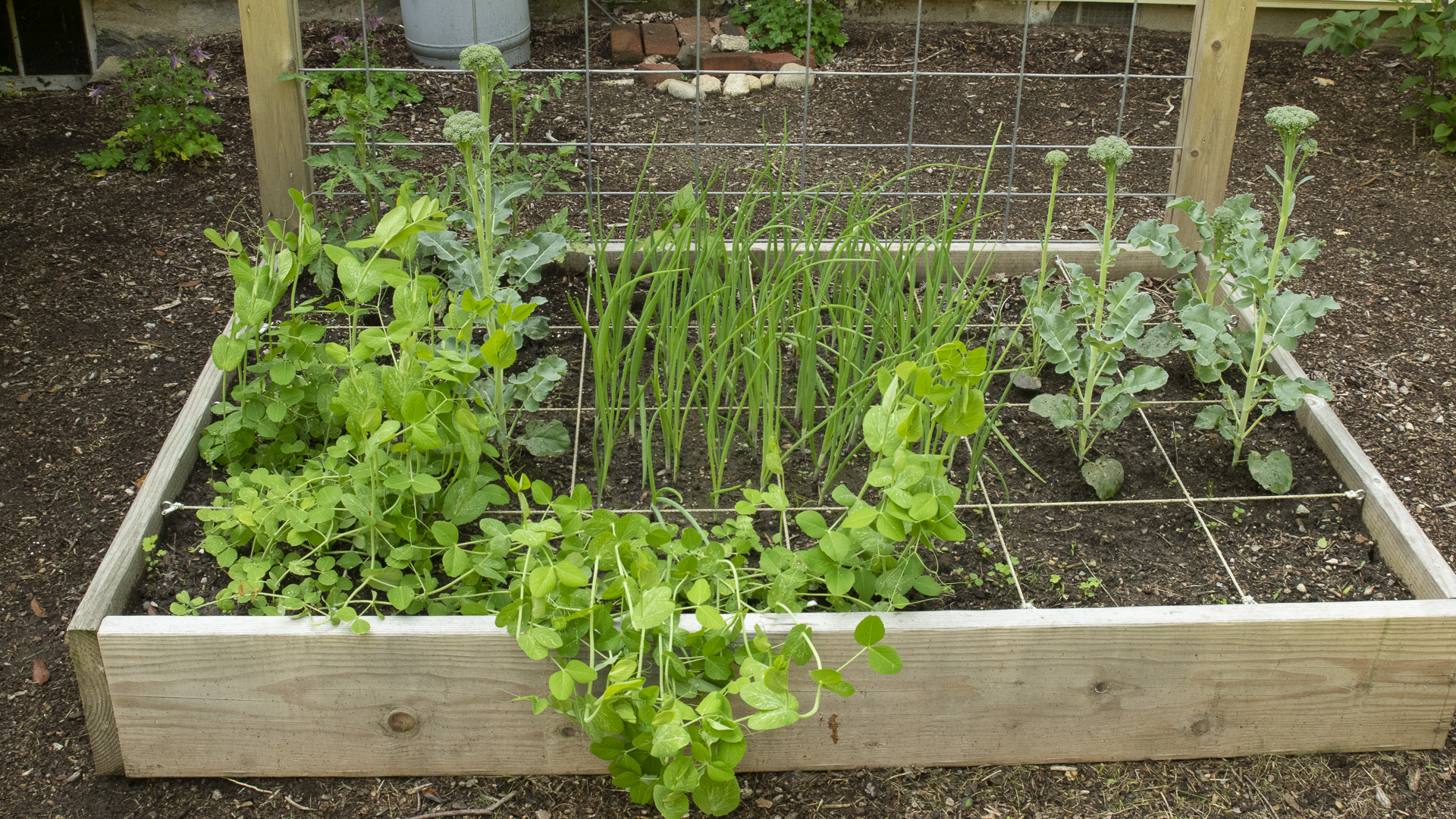 Square Foot Garden Update | Artwork Broccoli - LAND DESIGNS UNLIMITED LLC