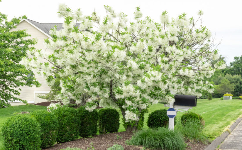 White Fringetree - Chionanthus virginicus - LAND DESIGNS UNLIMITED LLC