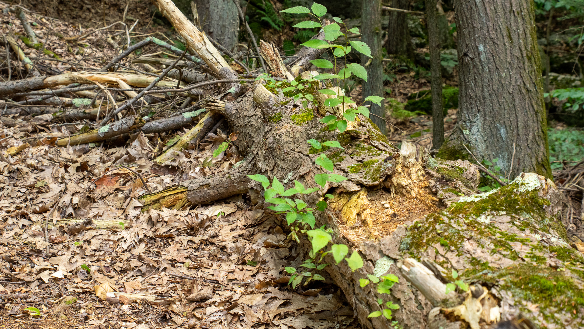 Nurse Log, Trees Growing Out Of A Tree - LAND DESIGNS UNLIMITED LLC