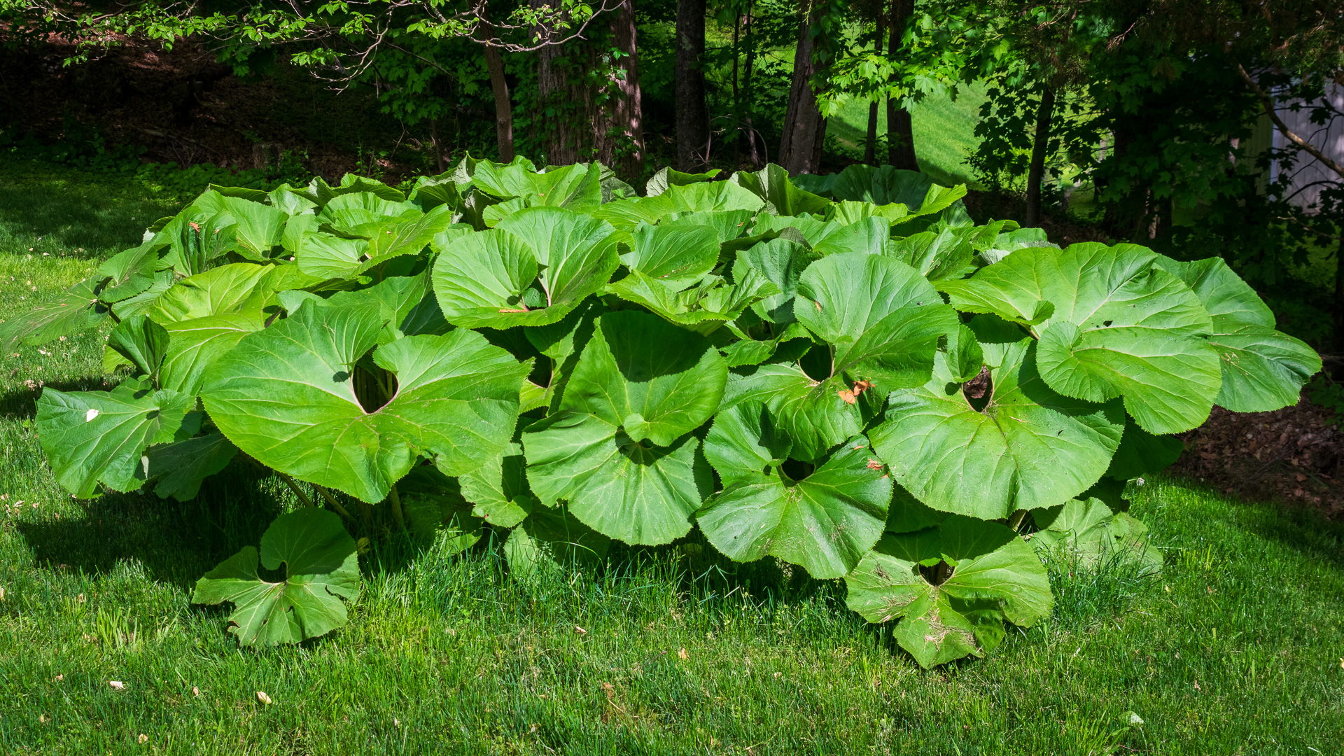 Butterbur – Petasites japonicus