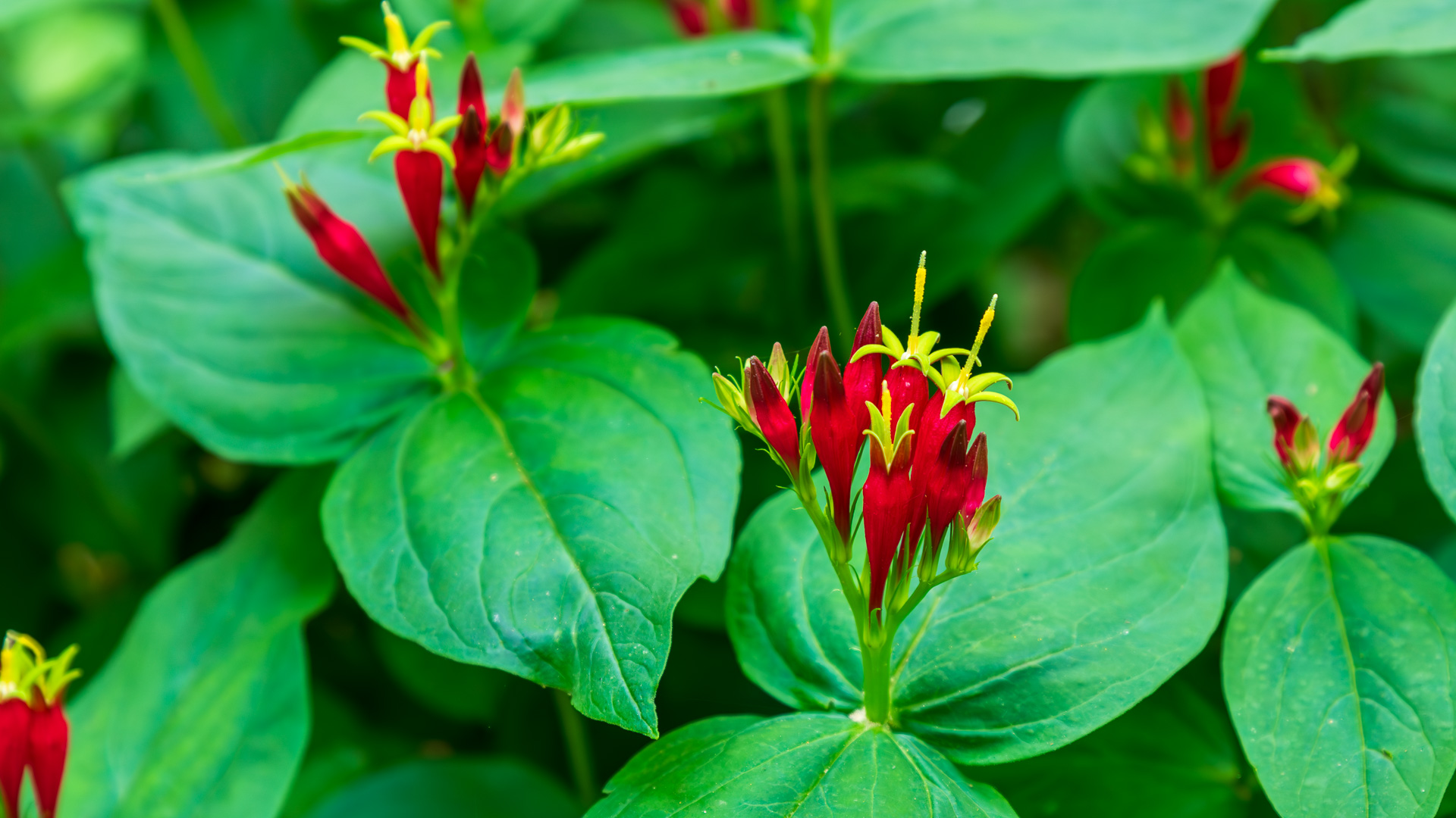 Stunning Indian Pink in Shade Garden: A Must-See at Bartlett Arboretum