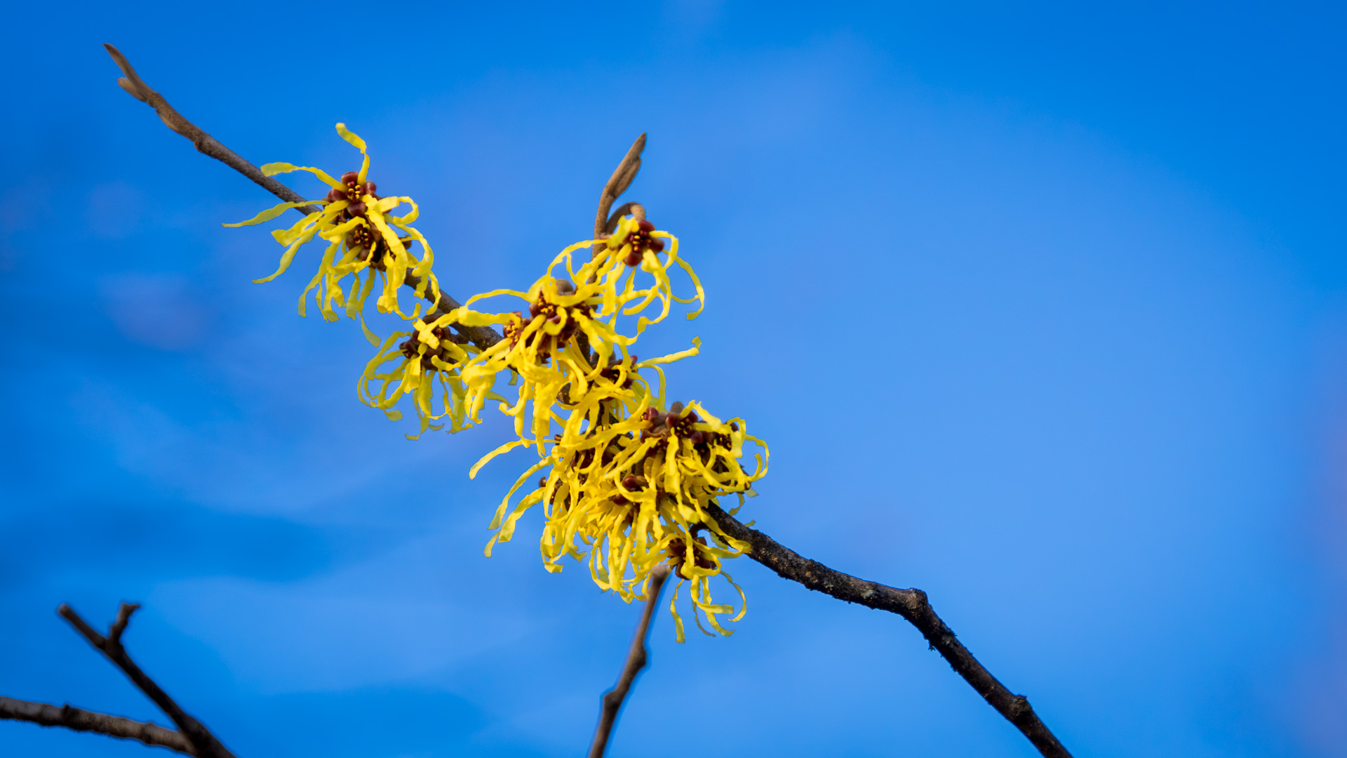 Winter to Spring: Arnold’s Promise Blooms Brightly